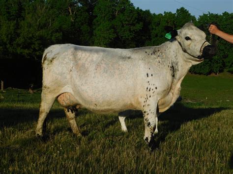 2019 gooseneck livestock trailer 20. . Craigslist livestock for sale